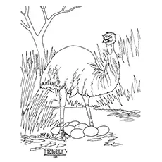 Emu Coloring Page - Emu In The Wild