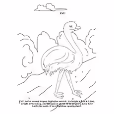 Emu Coloring Page - Emu, The Second Largest Bird Emu Coloring Page - Emu, The Second Largest Bird
