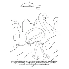 Emu Coloring Page - Emu, The Second Largest Bird