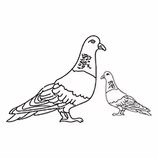 Feral Pigeons Feral-Pigeons-16
