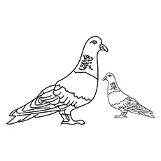 Feral-Pigeons-16