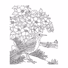 Galapagos Mockingbird Coloring Page