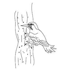 Gila-Woodpecker-16