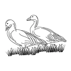 Greylag Goose Coloring Page 