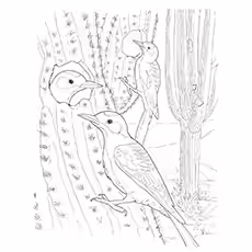 Hairy Woodpecker Hairy Woodpecker Pic to Color