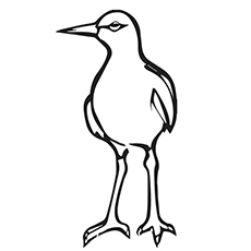 Seagull Coloring Page - Heermann’s Gull