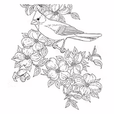 Cardinal Coloring Page - Hepatic Tanager Cardinal Coloring Page - Hepatic Tanager