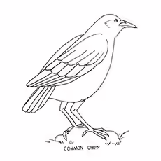 Hooded Crow Coloring Page Hooded Crow Coloring Page