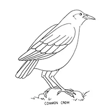 Hooded Crow Coloring Page 