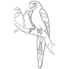 Macaw Coloring Page - Hyacinth Macaw