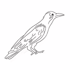 Crow Coloring Page - Jackdaws Crow Coloring Page - Jackdaws