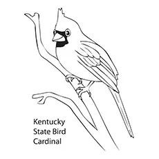 Cardinal Coloring Page - Kentucky State Bird Cardinal