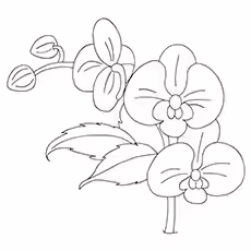 Orchid Coloring Pages - Lady Slipper Orchid Orchid Coloring Pages - Lady Slipper Orchid