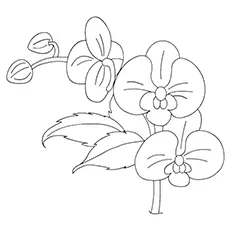 Orchid Coloring Pages - Lady Slipper Orchid