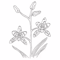 Orchid Coloring Pages - Leopard Orchid Orchid Coloring Pages - Leopard Orchid