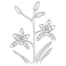 Orchid Coloring Pages - Leopard Orchid