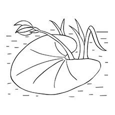 Lily Coloring Pages - Lily Pad