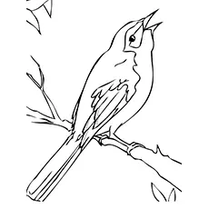 Long Tailed Mockingbird Coloring Page