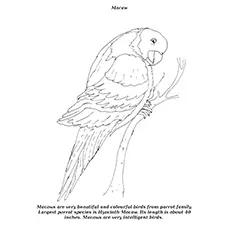 Macaw Coloring Page - Macaw