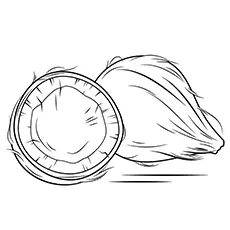 Coconut Coloring Page - Malaya Dwarf Coconut