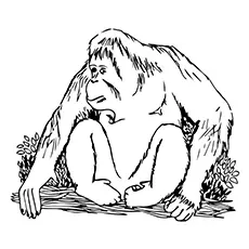 Orangutan Coloring Page - Mama Orangutan With Her Baby