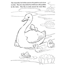 Swan Coloring Pages - Mama Swan Teaching Her Babies To Swim