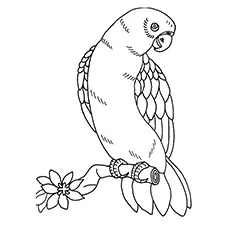 Macaw Coloring Page - Military Macaw