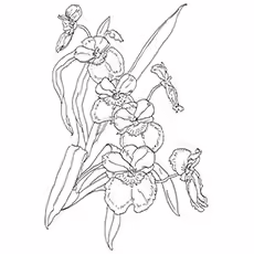Orchid Coloring Pages - Miltonia Pansy Orchid Orchid Coloring Pages - Miltonia Pansy Orchid