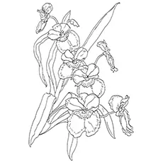 Orchid Coloring Pages - Miltonia Pansy Orchid