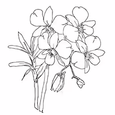 Orchid Coloring Pages - Moth Orchids Orchid Coloring Pages - Moth Orchids