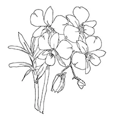 Orchid Coloring Pages - Moth Orchids