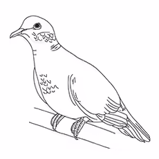 Mourning Dove Coloring Page Mourning Dove Coloring Page