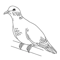 Mourning Dove Coloring Page 