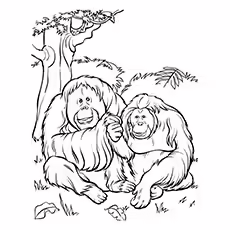 Orangutan Coloring Page - Mr. And Mrs. Orangutan