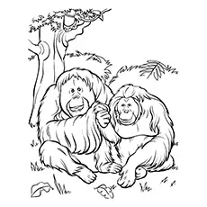 Orangutan Coloring Page - Mr. And Mrs. Orangutan