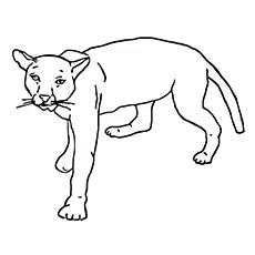 Cougar Coloring Page - North American Cougar