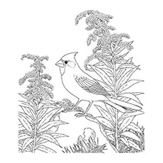 Northern Cardinal Coloring Page 