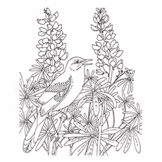 Northern Mockingbird Coloring Page 