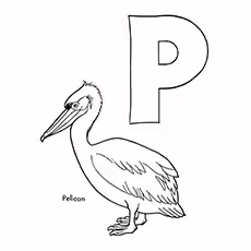 Pelican Coloring Page - P For Pelican Pelican Coloring Page - P For Pelican