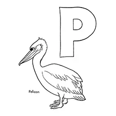 Pelican Coloring Page - P For Pelican