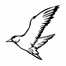 Seagull Coloring Page - Pacific Gull Seagull Coloring Page - Pacific Gull