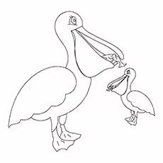 Pelican Pelican-16