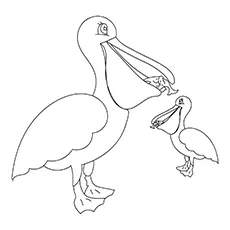 Pelican-16