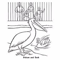 Pelican Coloring Page - Pelican And Duck Pelican Coloring Page - Pelican And Duck