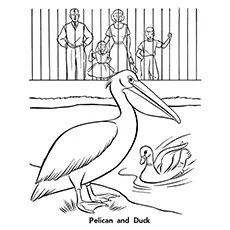 Pelican Coloring Page - Pelican And Duck