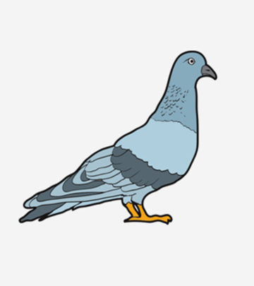 Cute Pigeon Coloring Pages For Your Little One