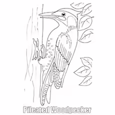 Pileated Woodpecker Pileated Woodpecker On tree Printable Coloring Page