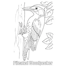 Pileated Woodpecker On tree Printable Coloring Page