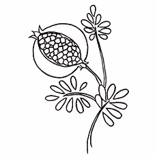 Pomegranate Coloring Page - Pomegranate Fruit Pomegranate Coloring Page - Pomegranate Fruit