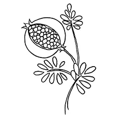 Pomegranate Coloring Page - Pomegranate Fruit